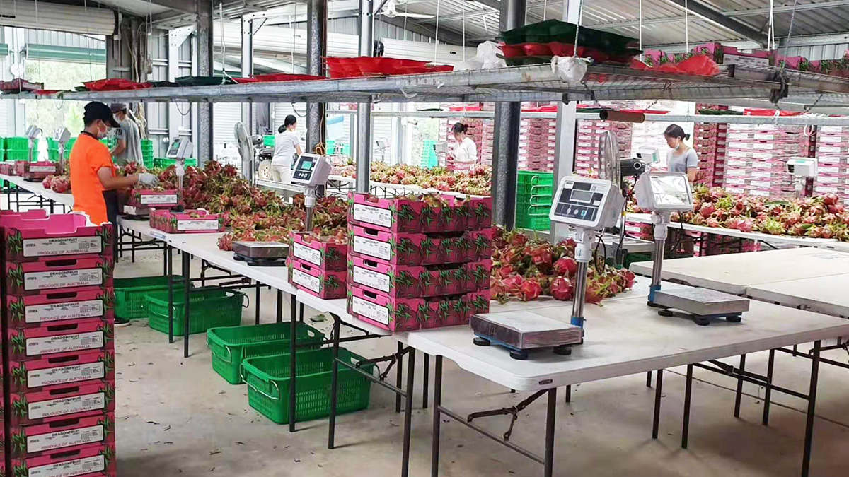 澳洲某大型火龍果莊園大批量采購電子秤進行水果包裝